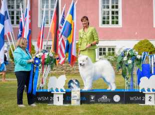 2019 Euroshow Bobjunior